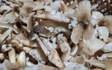 Nấm mối ở Vĩnh Long, hơn 1 triệu đồng/kg