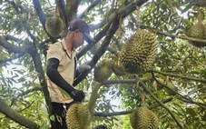 Giá sầu riêng tăng nhẹ sau thông tin tích cực từ thị trường Trung Quốc