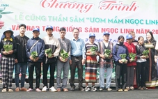 Tặng hơn 7.000 cây sâm Ngọc Linh giống cho hộ nghèo ở Đà Nẵng