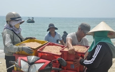 Ruốc xuất hiện dày đặc gần bờ, ngư dân Đà Nẵng đi vớt kiếm tiền triệu mỗi ngày