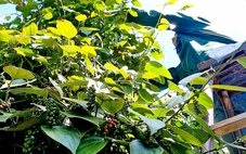 Giá hồ tiêu Việt Nam 'phân hóa' với quốc tế