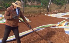 Giá cà phê biến động trái chiều, nông dân lăn tăn giữa bán và giữ hàng