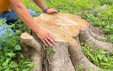 Gia Lai lại thêm 2 vụ lãnh đạo xã cho cưa bán cây xanh trong trụ sở