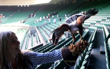 Wimbledon gặp khủng hoảng bất ngờ vì... một chú chim