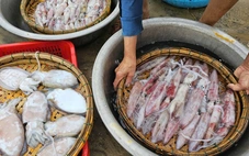 Thị trường Thái Lan 'ghiền' mực, bạch tuộc của Việt Nam, sản phẩm nào 'nóng' nhất?