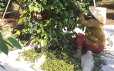 Giá tiêu duy trì đà tăng, doanh nghiệp kỳ vọng giá sẽ còn tốt