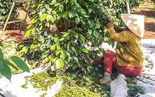 Giá tiêu duy trì đà tăng, doanh nghiệp kỳ vọng giá sẽ còn tốt