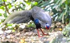 Gà lôi trắng tung tăng giữa rừng Bạch Mã