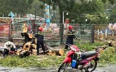 Mưa dông làm cây điệp cổ thụ bật gốc, đè 2 người đi đường ở Cà Mau