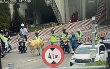 Bò chạy lạc vào hầm sông Sài Gòn