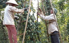 Doanh nghiệp xuất khẩu hồ tiêu lại gặp khó vì giấy chứng nhận