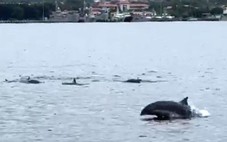 Đàn cá heo bơi lội tung tăng trên vùng biển Cam Ranh - Khánh Hòa