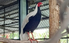 Người dân tự nguyện giao gà lôi trắng cho Kiểm lâm TP.HCM