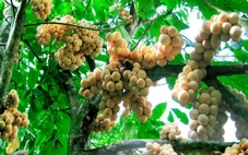 Bí thư xã ở Đà Nẵng giới thiệu loại trái cây dân hái ở rừng khi xuống phố dự lễ kết nghĩa