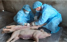 Tây Ninh yêu cầu không để việc sắp xếp bộ máy ảnh hưởng ngăn chặn dịch tả heo Châu Phi