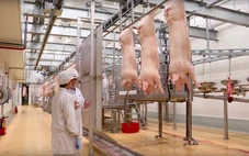Áp dụng 3 tuyến kiểm dịch - Giải pháp cho thịt heo an toàn
