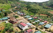 Tương lai mở ra ở làng 'quốc bảo' sâm Ngọc Linh