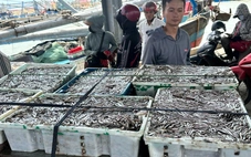 Ngư dân Quảng Trị trúng cá cơm, cảng cá nhộn nhịp từ sáng sớm