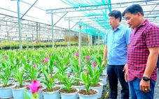 Hoa sen nghệ 3 màu ở làng hoa Sa Đéc hút khách