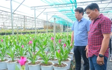 Hoa sen nghệ 3 màu ở làng hoa Sa Đéc hút khách