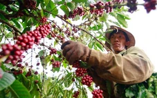 Xuất khẩu cà phê cán mốc 6 tỉ USD, sầu riêng đang phục hồi đà xuất ngoại