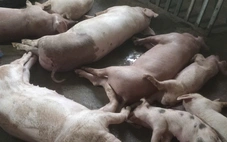 Người nuôi heo như 'ngồi trên đống lửa' vì dịch tả heo châu Phi