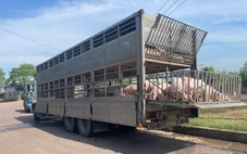 Chở 220 con heo nhiễm dịch tả heo châu Phi đi bán thì bị bắt