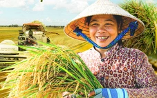 Giá gạo Việt Nam tăng mạnh khi Philippines cấm nhập khẩu gạo từ ngày 1-9, vì sao?