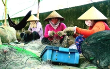 Cà Mau sắp hỗ trợ sinh kế cho hơn 12.000 hộ khó khăn