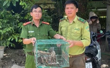 Giải cứu 3 chim ưng quý hiếm, chúng bay vút lên không trung là khoảnh khắc đẹp