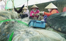 Cà Mau sắp hỗ trợ sinh kế cho hơn 12.000 hộ khó khăn