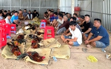 Phá trường gà, tạm giữ 51 người ở Bình Hiệp, Tây Ninh