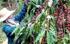Giá cà phê tiếp tục tăng