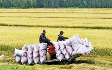 Bộ Công Thương họp bàn xuất khẩu gạo, ứng phó trước lệnh ngừng nhập gạo của Philippines