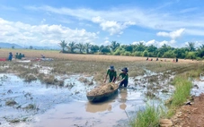 Cán bộ, công an, thanh niên gặt lúa 'chạy lũ' giúp dân