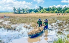 Cán bộ, công an, thanh niên gặt lúa 'chạy lũ' giúp dân