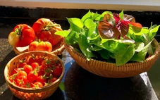 Từ giàn bầu mướp đến ký ức mẹ: Hạt giống quê hương nơi đất lạ