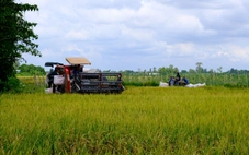 Nông dân buồn rầu vì giá lúa, thu không đủ bù chi phí