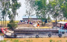 Cần liên kết để nâng cao giá trị hạt gạo Việt
