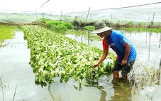 Bơm nước 'chống ngập' cho các vườn rau ở Vĩnh Lộc