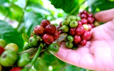 Giá cà phê diễn biến trái chiều, giá tại Mỹ cao kỷ lục
