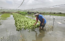 Bơm nước 'chống ngập' cho các vườn rau ở Vĩnh Lộc