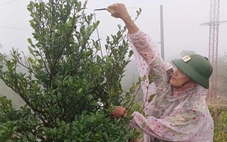 Huế phát hiện giống chè quý hiếm trên vùng núi A Lưới