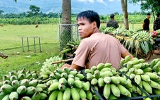 Sau thảm kịch tang thương, nông dân đồng loạt rời chợ chuối giữa lòng quốc lộ, tập kết nơi mới