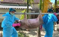 Dân Quảng Ngãi có heo bị dịch tả được hỗ trợ 40.000 đồng/kg