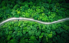 Đất, rừng và 'mỏ vàng xanh' từ tín chỉ carbon