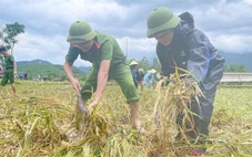 Công an Thanh Hóa gặt lúa giúp dân, hỗ trợ dân đi tránh bão số 10