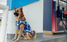 Chú chó đi làm có lương tại trạm xăng Thái Lan, 'đốn tim' cộng đồng mạng