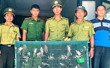 Bán 40 con chim trên mạng, bị kiểm lâm mật phục bắt phạt