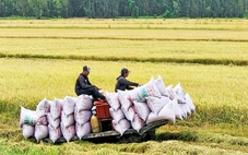 Tích cực tìm thị trường mới cho gạo xuất khẩu